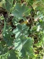 صورة Alchemilla glaucescens Wallr.