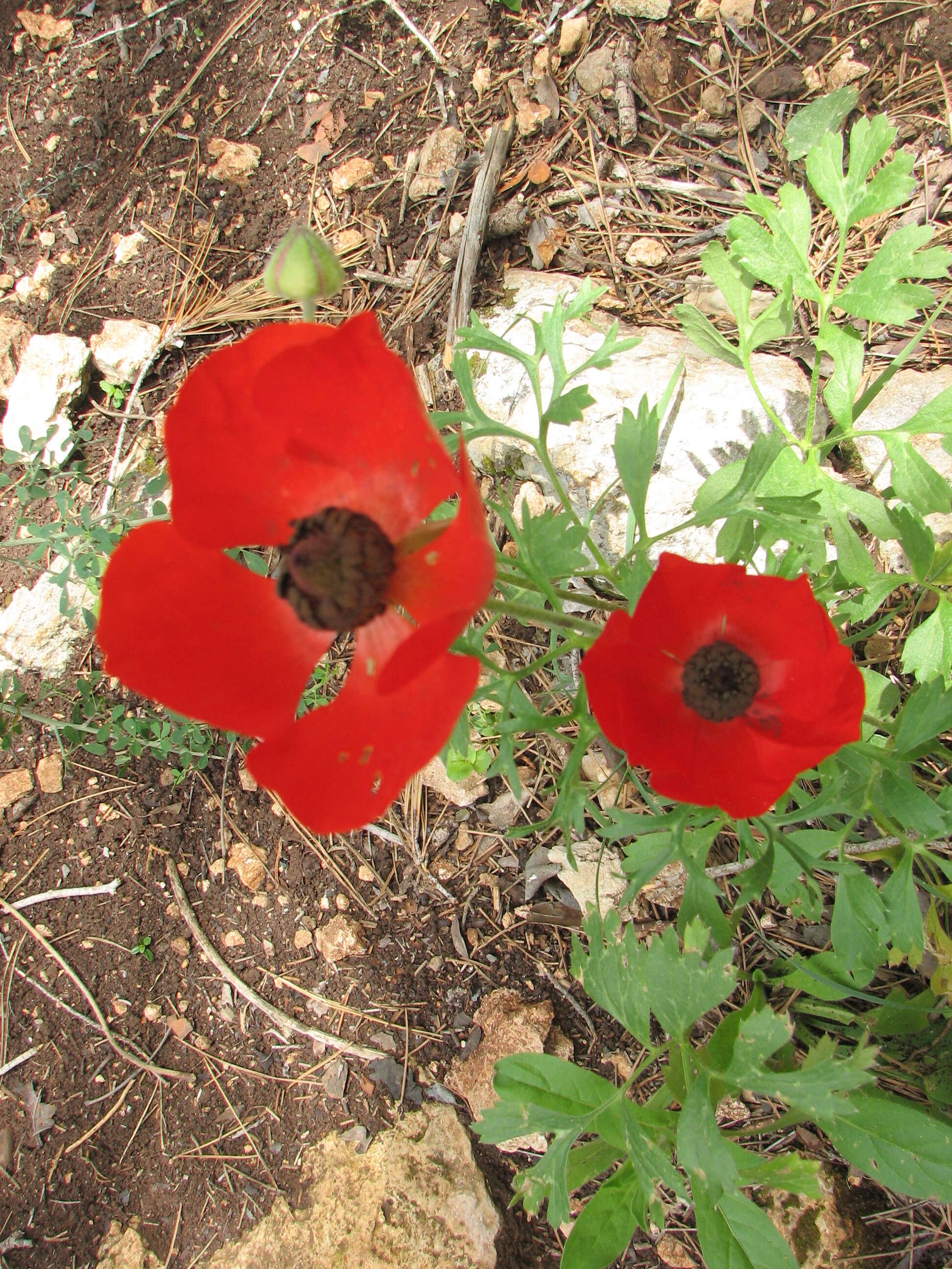 Image of Ranunculus asiaticus