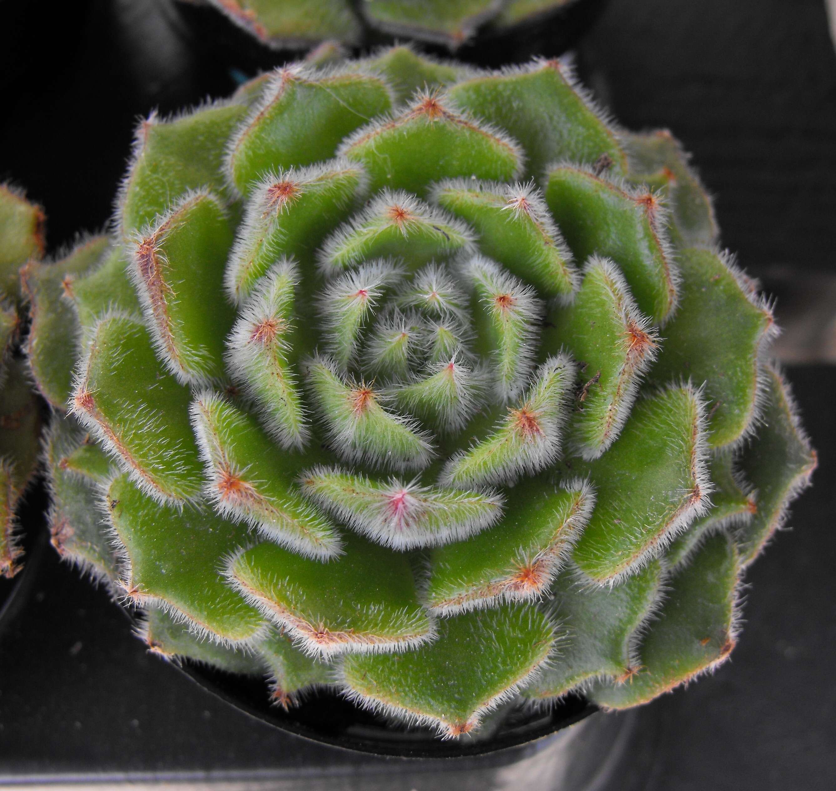 Image of Mexican Firecracker