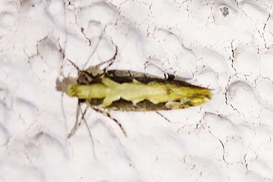 Image of Moth