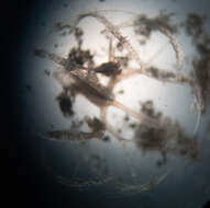 Image of Pacific sea gooseberry