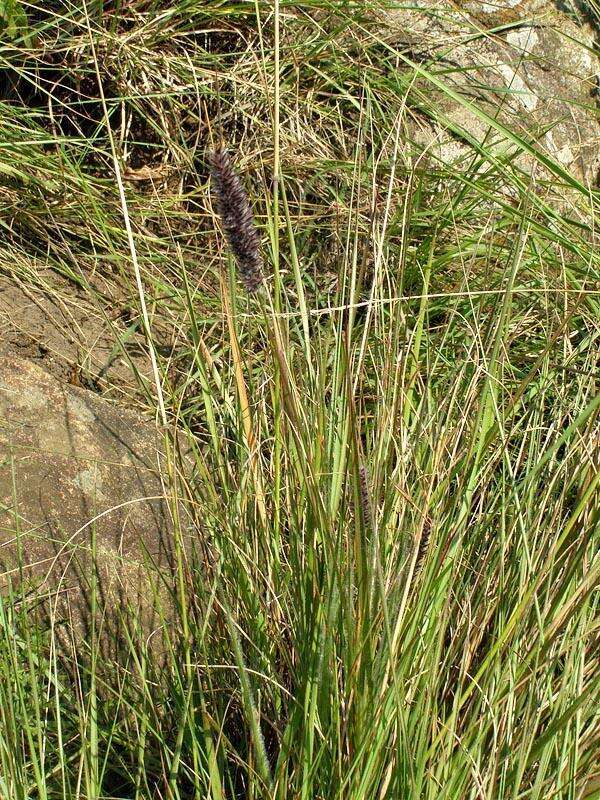 Image of Pongwa grass