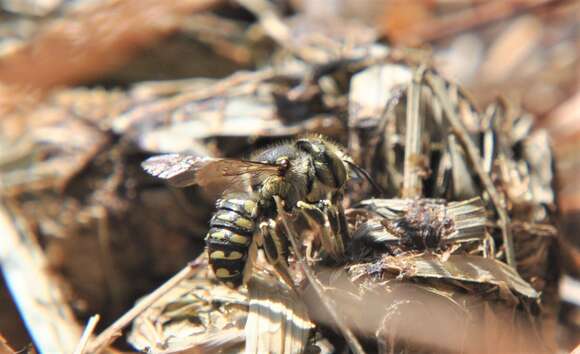 Image of Spot-fronted Wool-carder Bee