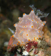 Image of Orange spot white lumpy slug