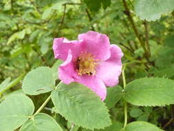 Image of cinnamom rose