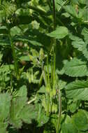 Image of musky stork's bill