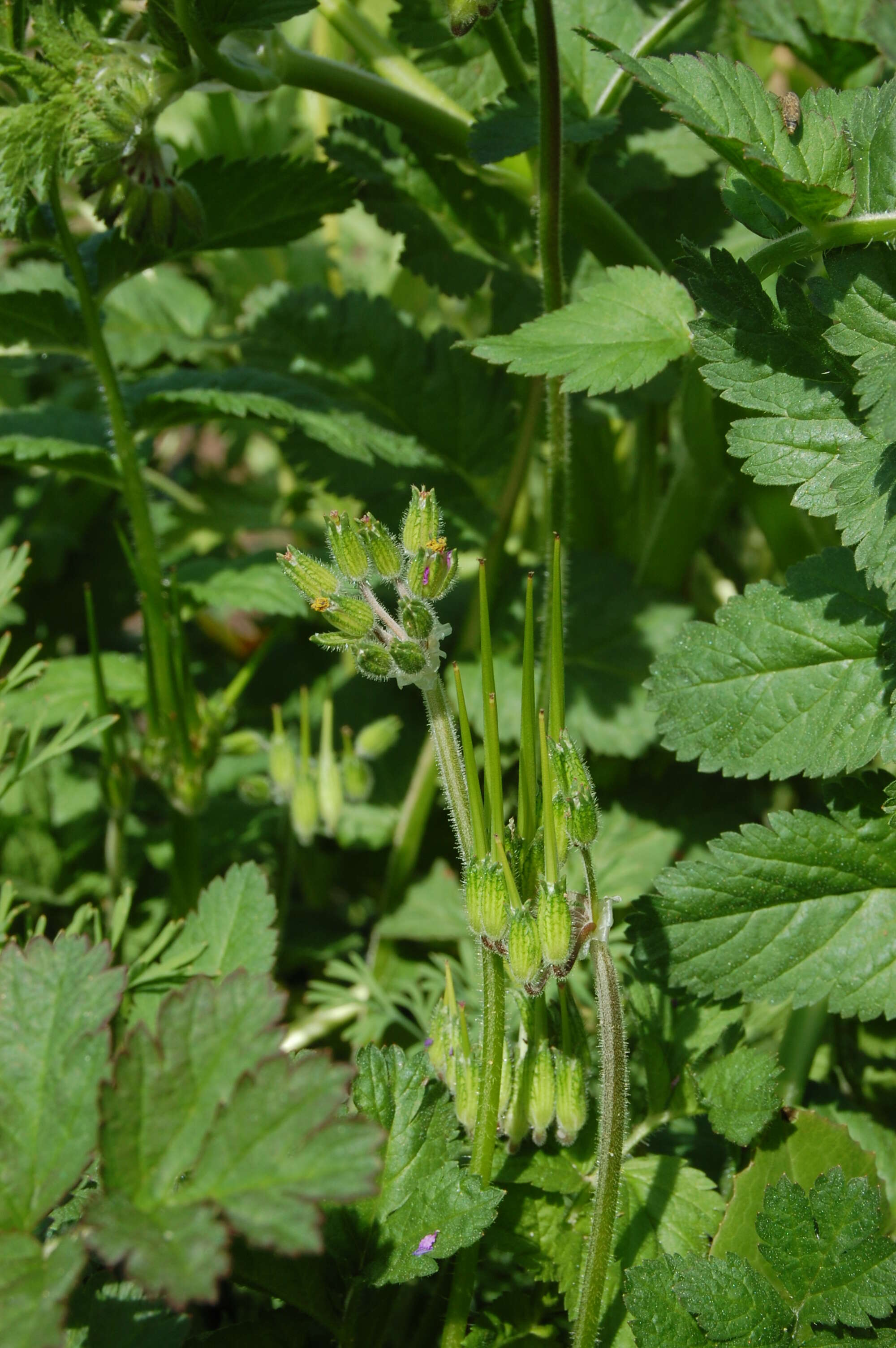 Image of musky stork's bill