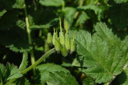 Image of musky stork's bill