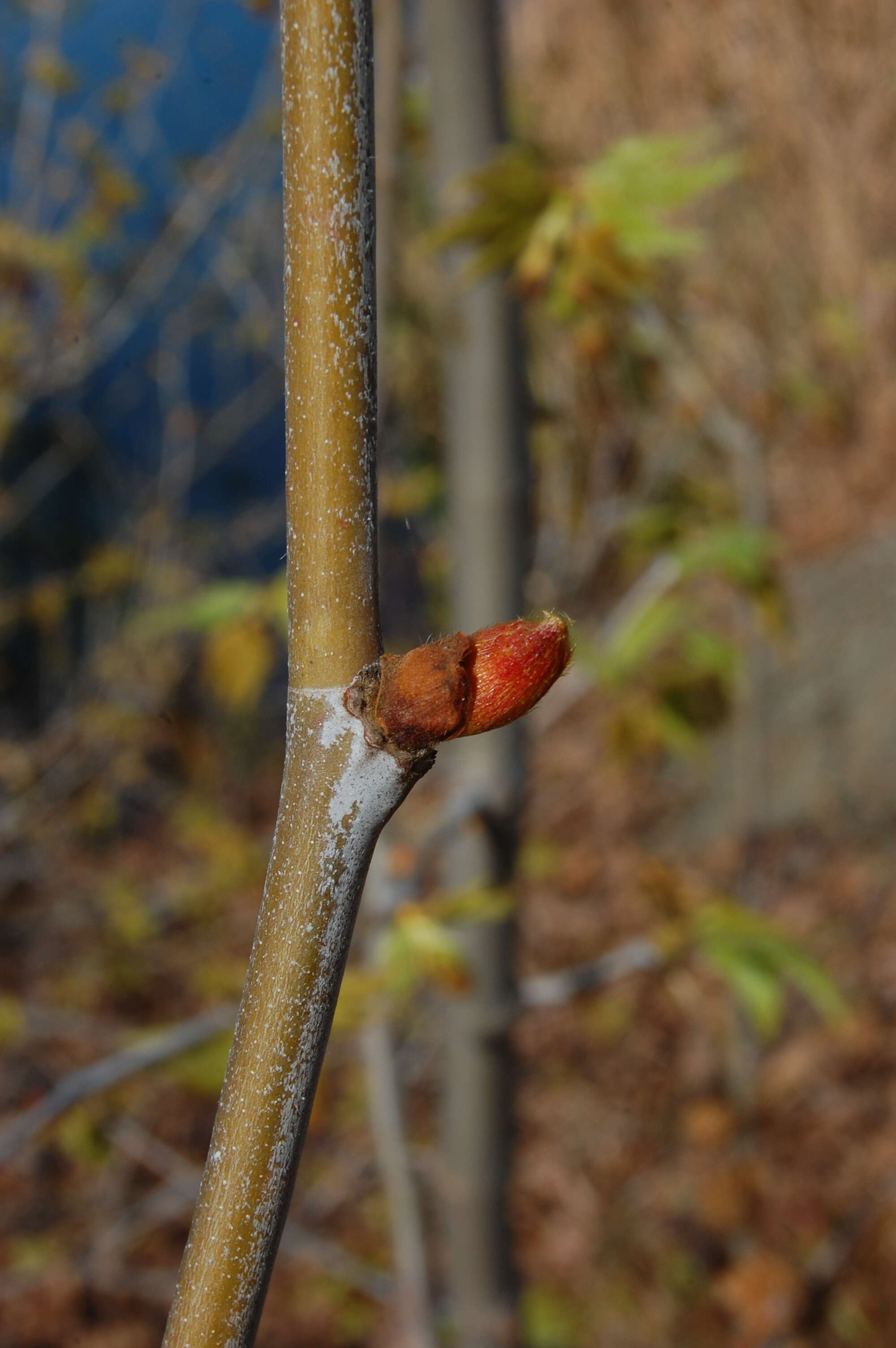 Platanus racemosa Nutt. ex Audubon的圖片