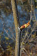 Platanus racemosa Nutt. ex Audubon的圖片