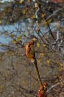 Imagem de Platanus racemosa Nutt. ex Audubon