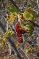 Platanus racemosa Nutt. ex Audubon的圖片