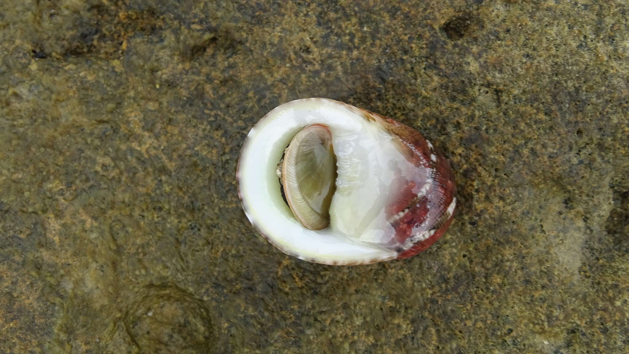 Image of polished nerite