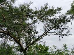 Image of Vachellia leucophloea (Roxb.) Maslin, Seigler & Ebinger