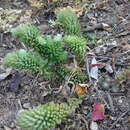 Image of Sedum versadense var. villadioides M. Kimnach