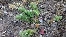 Image of Sedum versadense var. villadioides M. Kimnach