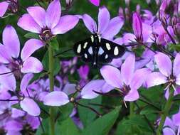 Imagem de Alypia octomaculata Fabricius 1775