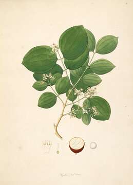 Image de Strychnos nux-vomica L.