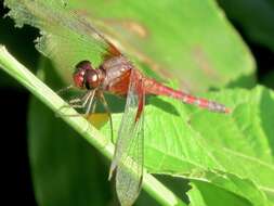 Image of Red-mantled Dragonlet