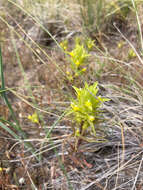 Plancia ëd Orthocarpus barbatus J. S. Cotton