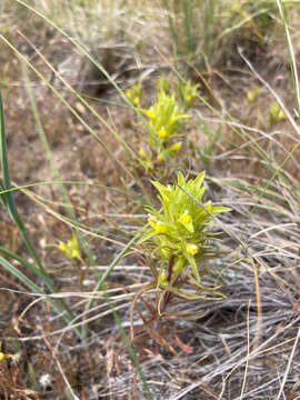 Image of Grand Coulee owl's-clover