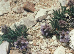 Image de Polemonium chartaceum Mason