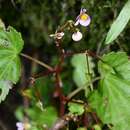 Image of Begonia subcostata Rusby