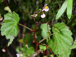 Image of Begonia subcostata Rusby