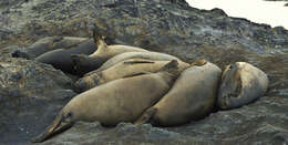 Image of South Atlantic Elephant-seal