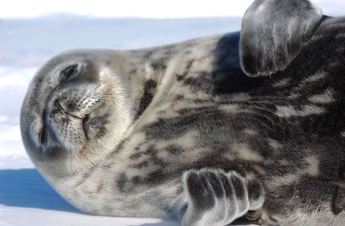 Image of Weddell seal