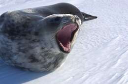 Image of Weddell seal