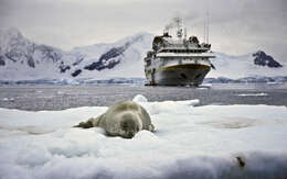 Image of leopard seal