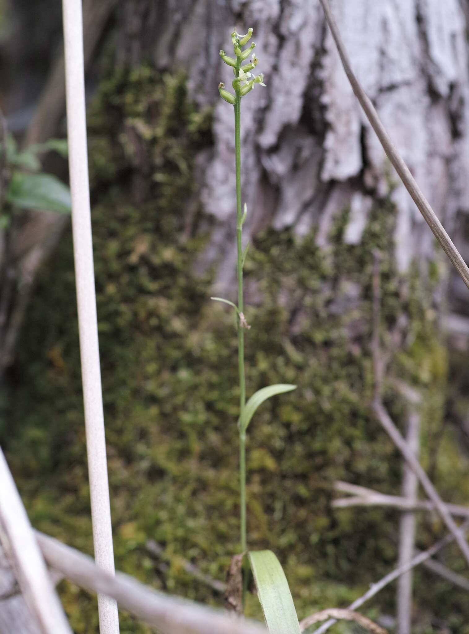 Image of Green Woodland Orchid