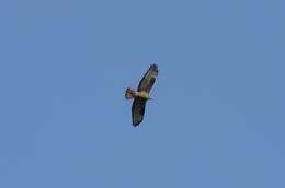 Image of Barred honey buzzard