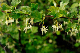 Image of snow currant