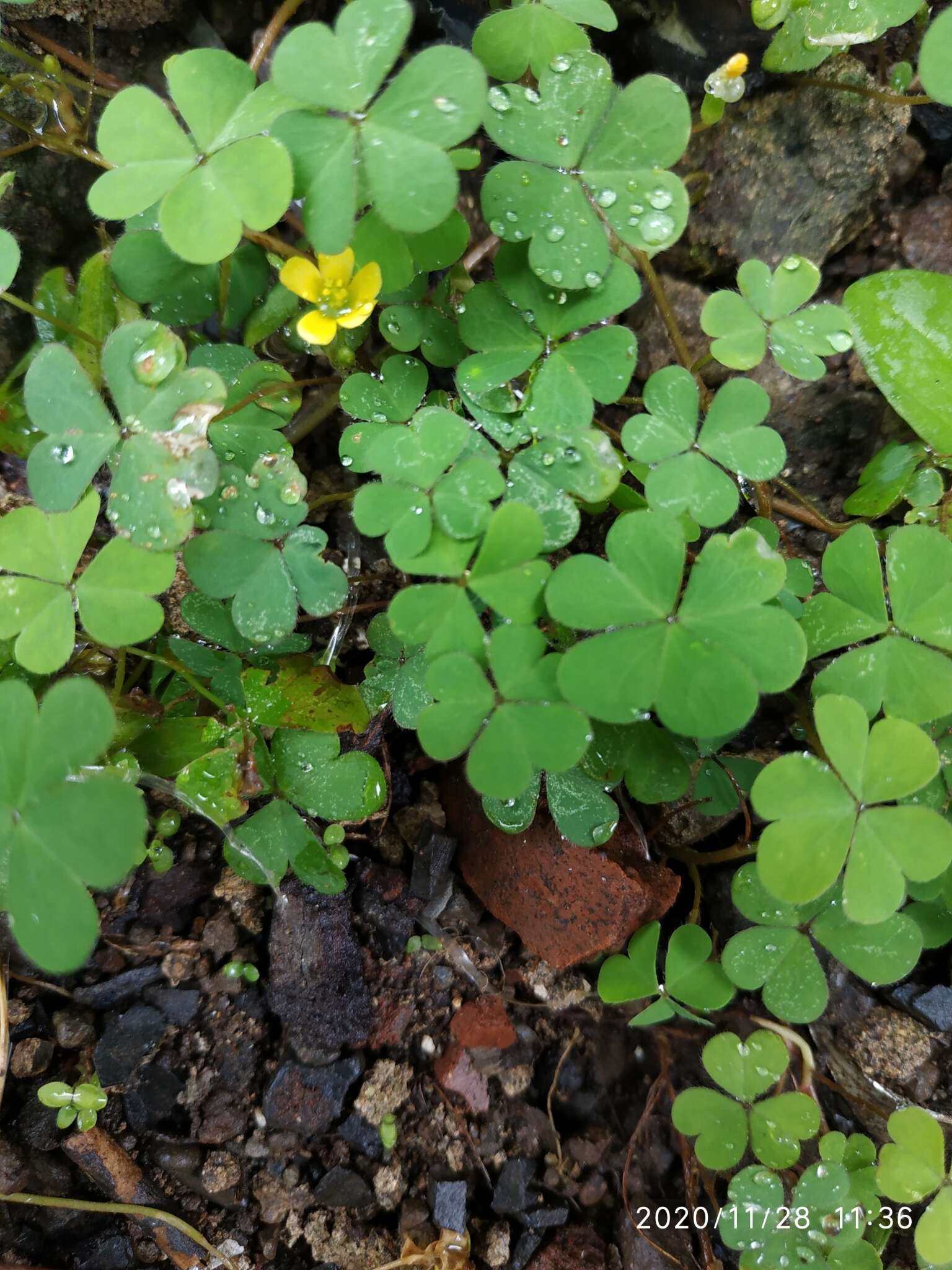 Imagem de Marsilea crenata C. Presl