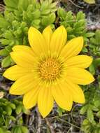 Image of Gazania maritima Levyns