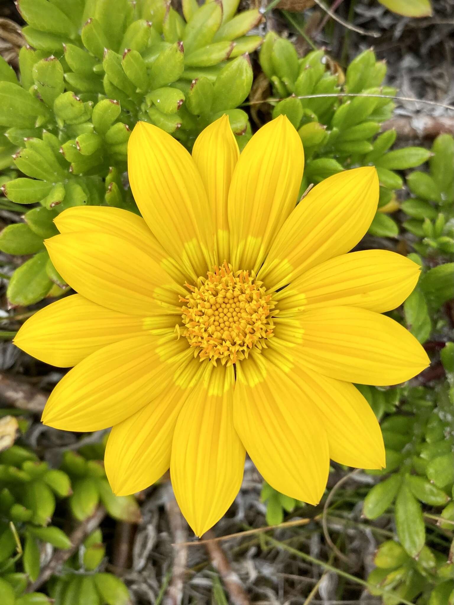 Image of Gazania maritima Levyns