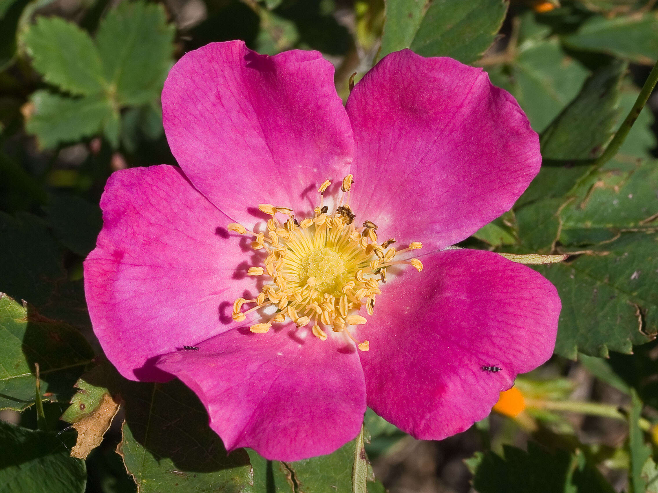 Sivun Rosa woodsii Lindl. kuva