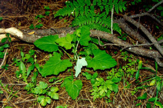 Image of American trailplant