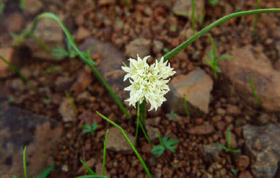 Allium fibrillum M. E. Jones的圖片