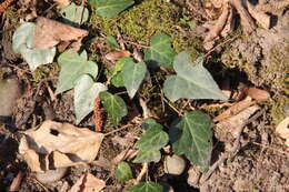 Image de Hedera pastuchovii Woronow