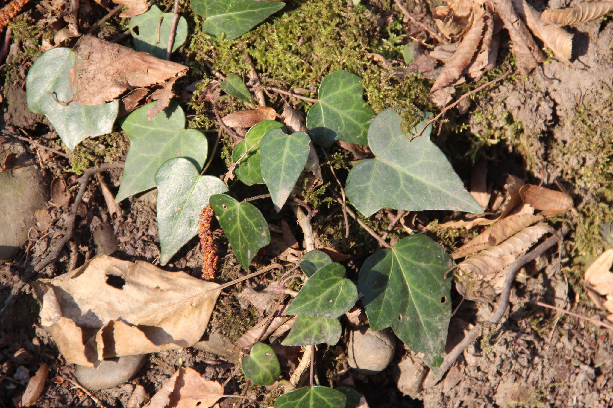 Image de Hedera pastuchovii Woronow