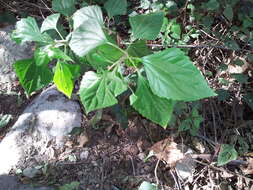 Plancia ëd Ageratina adenophora (Spreng.) R. King & H. Rob.