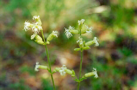 Слика од Silene oregana S. Wats.