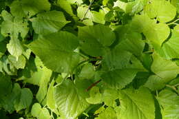 Image of Large-leaved Lime