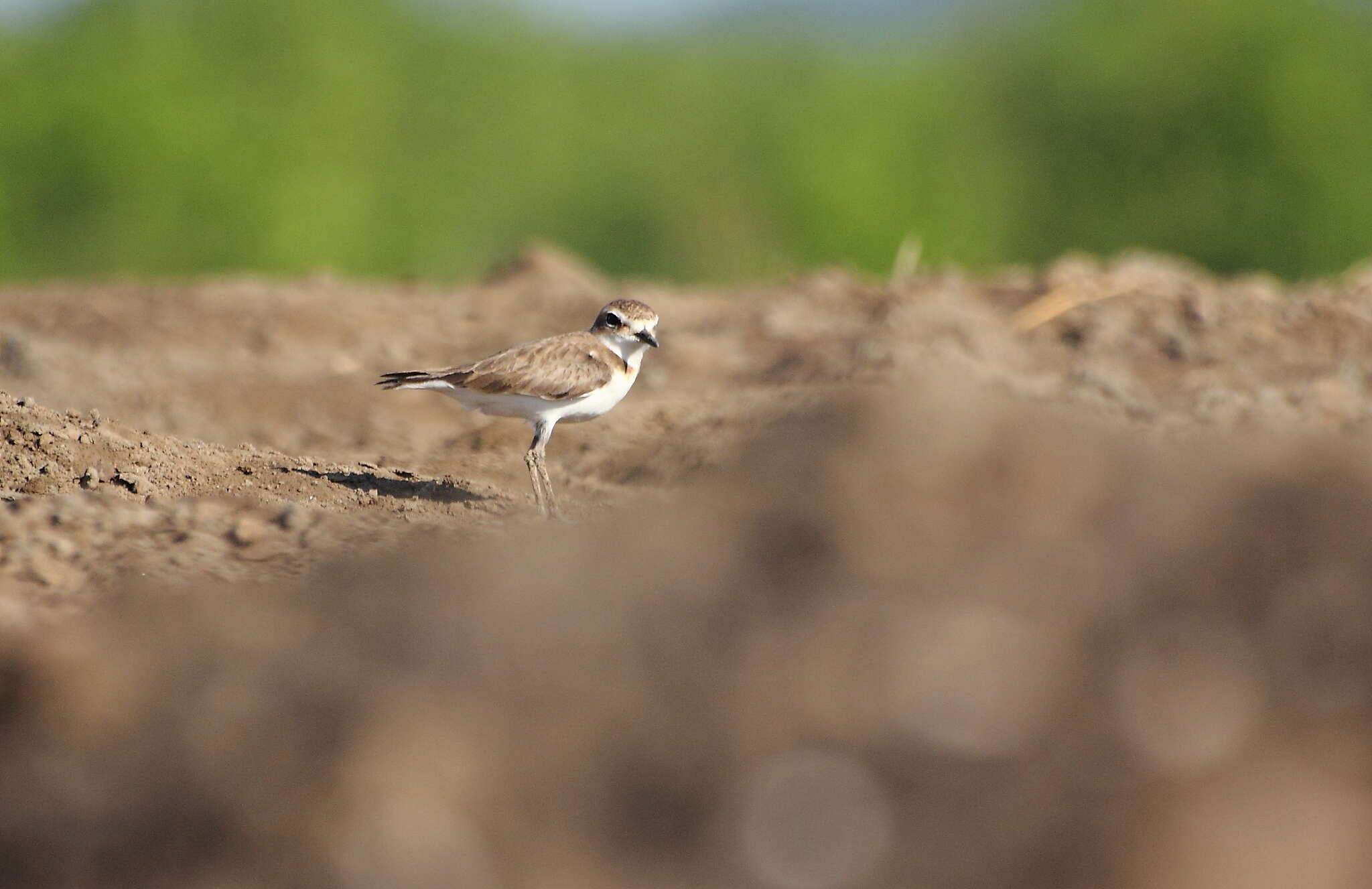 Слика од Charadrius javanicus Chasen 1938