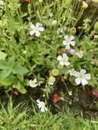 Слика од Gypsophila elegans M. Bieb.