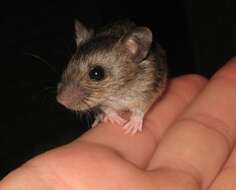 Image of Herb Field Mouse