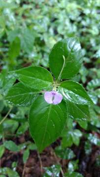 Image of Impatiens minor (DC.) S. S. R. Bennet